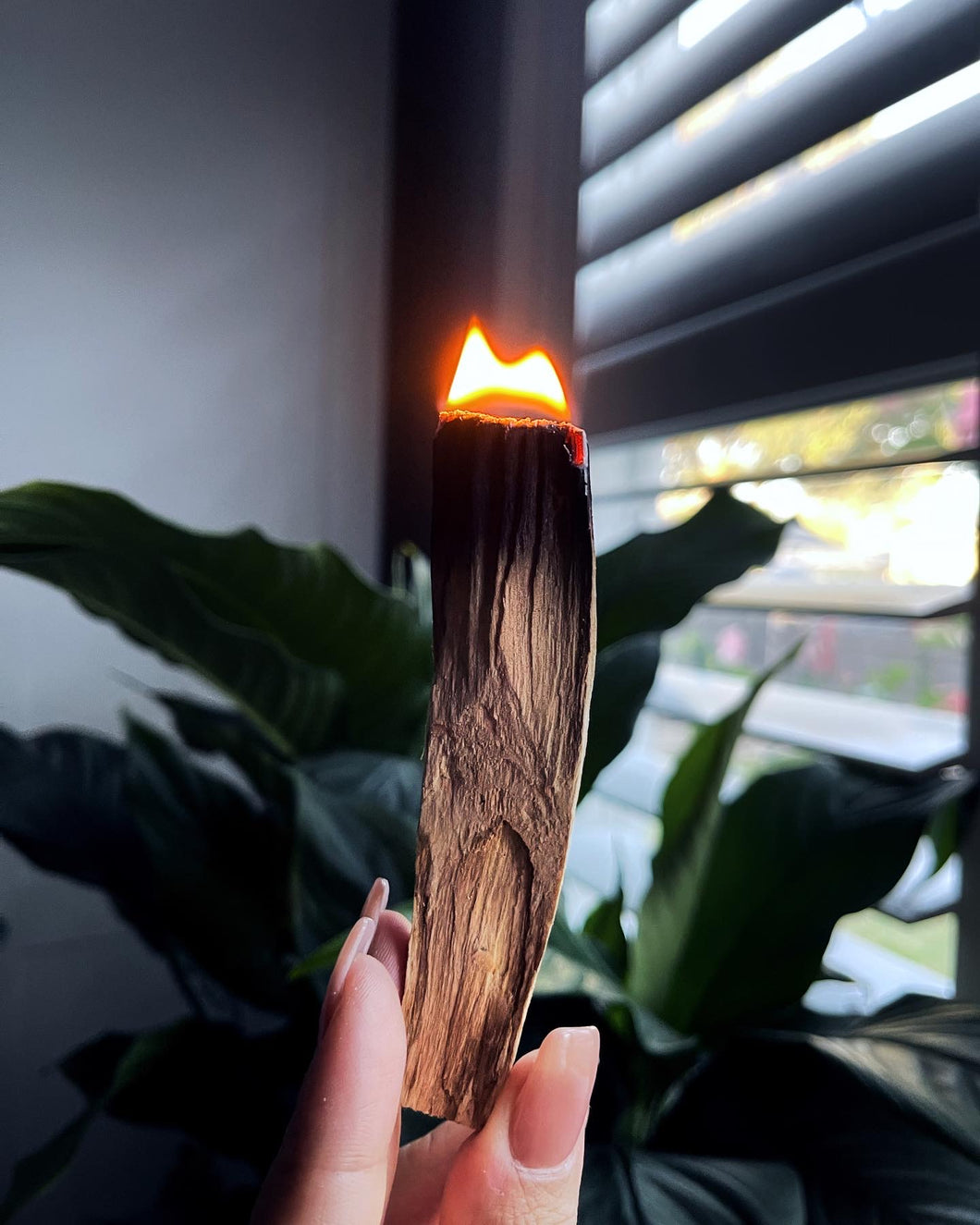 Palo Santo (Thick)